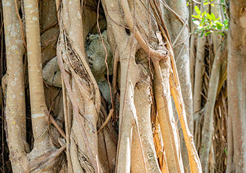 Photo of a statue in branches. Links to Gifts That Pay You Income